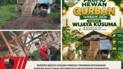 Bumdes Wijaya Kusuma Perkuat Program Ketahanan Pangan Desa Cisaat Kecamatan Dukupuntang Kabupaten Cirebon Dengan Peternakan Kambing