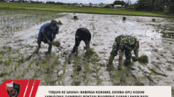 Terjun ke Sawah: Babinsa Koramil Somba Opu Kodim 1409/Gowa Dampingi Poktan Bianreng Garap Lahan Padi Jenis Pemburu