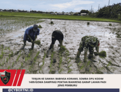 Terjun ke Sawah: Babinsa Koramil Somba Opu Kodim 1409/Gowa Dampingi Poktan Bianreng Garap Lahan Padi Jenis Pemburu
