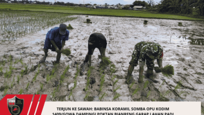 Terjun ke Sawah: Babinsa Koramil Somba Opu Kodim 1409/Gowa Dampingi Poktan Bianreng Garap Lahan Padi Jenis Pemburu