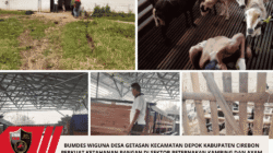 Bumdes Wiguna Desa Getasan Kecamatan Depok Kabupaten Cirebon Perkuat Ketahanan Pangan Di Sektor Peternakan Kambing Dan Ayam Sentul 