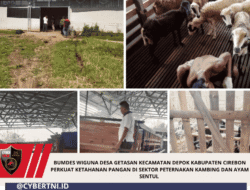 Bumdes Wiguna Desa Getasan Kecamatan Depok Kabupaten Cirebon Perkuat Ketahanan Pangan Di Sektor Peternakan Kambing Dan Ayam Sentul 