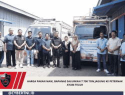 Harga Pakan Naik, Bapanas Salurkan 7.700 Ton Jagung ke Peternak Ayam Telur