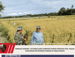 Babinsa Koramil 10/Tanah Jawa Dampingi Panen Perdana Padi, Wujud Dukungan Ketahanan Pangan di Simalungun