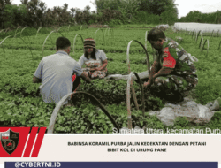 Babinsa Koramil Purba Jalin Kedekatan dengan Petani Bibit Kol di Urung Pane