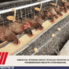 Kementan: Peternak Rakyat Tetap Jadi Prioritas dalam Pengembangan Industri Ayam Nasional