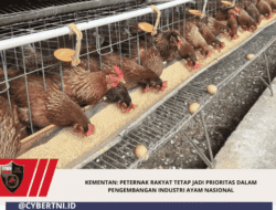Kementan: Peternak Rakyat Tetap Jadi Prioritas dalam Pengembangan Industri Ayam Nasional
