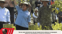 TNI AL dan Kementan Gelar Panen Raya Kedelai di Nganjuk, Perkuat Swasembada Pangan Nasional
