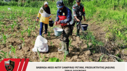 Babinsa Arso Aktif Dampingi Petani, Produktivitas Jagung Terus Didorong