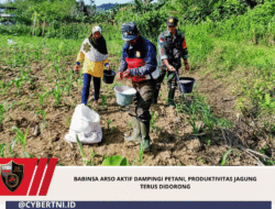 Babinsa Arso Aktif Dampingi Petani, Produktivitas Jagung Terus Didorong