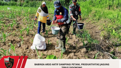 Babinsa Arso Aktif Dampingi Petani, Produktivitas Jagung Terus Didorong