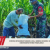 Dorong Ketahanan Pangan Lokal, Babinsa Koramil Skanto Hadir Bantu Petani Panen Jeruk