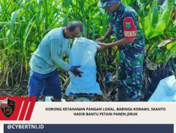Dorong Ketahanan Pangan Lokal, Babinsa Koramil Skanto Hadir Bantu Petani Panen Jeruk