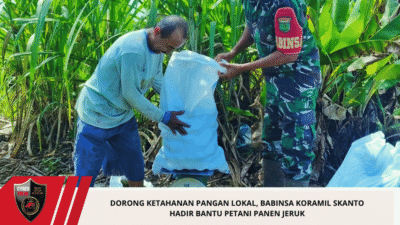 Dorong Ketahanan Pangan Lokal, Babinsa Koramil Skanto Hadir Bantu Petani Panen Jeruk