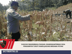 Dukung Swasembada Pangan, Bhabinkamtibmas Desa Pengampon Turut Panen Jagung Bersama Petani