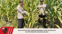 Polisi Mitra Petani, Bhabinkamtibmas Polsek Wonosalam Cek Pertumbuhan Tanaman Jagung