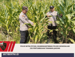 Polisi Mitra Petani, Bhabinkamtibmas Polsek Wonosalam Cek Pertumbuhan Tanaman Jagung