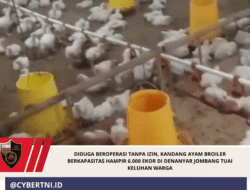 DIDUGA BEROPERASI TANPA IZIN, KANDANG AYAM BROILER BERKAPASITAS HAMPIR 6.000 EKOR DI DENANYAR JOMBANG TUAI KELUHAN WARGA