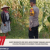 Kanit Binmas Polsek Kudu Monitoring Tanaman Jagung, Dukung Program Ketahanan Pangan Nasional