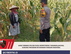 Kanit Binmas Polsek Kudu Monitoring Tanaman Jagung, Dukung Program Ketahanan Pangan Nasional