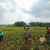 Babinsa Koramil 01/Blora Dampingi Petani Pemupukan Jagung, Dukung Ketahanan Pangan