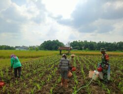 Babinsa Koramil 01/Blora Dampingi Petani Pemupukan Jagung, Dukung Ketahanan Pangan