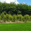 Perhutani Ngawi Sukses Kembangkan MUK, Ratusan Petani Rasakan Manfaat Pengelolaan Hutan Produktif