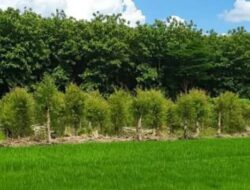 Perhutani Ngawi Sukses Kembangkan MUK, Ratusan Petani Rasakan Manfaat Pengelolaan Hutan Produktif