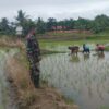 Babinsa Koramil 1406-02/Tanasitolo Laksanakan Pendampingan Pemantauan Penanaman Padi