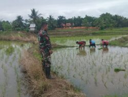 Babinsa Koramil 1406-02/Tanasitolo Laksanakan Pendampingan Pemantauan Penanaman Padi