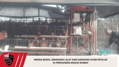 Warga Resah, Serangan Lalat dari Kandang Ayam Petelur di Pemukiman Masuk Rumah