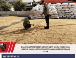 Bhabinkamtibmas Desa Ngampungan Bantu Penjemuran Jagung, Dukung Ketahanan Pangan dan Kesejahteraan Petani