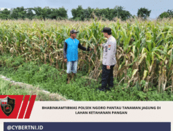 Bhabinkamtibmas Polsek Ngoro Pantau Tanaman Jagung di Lahan Ketahanan Pangan