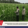 Bhabinkamtibmas Polsek Ngoro Lakukan Pengecekan dan Monitoring Lahan Jagung Wilayah Binaannya