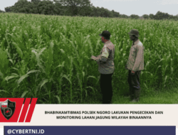Bhabinkamtibmas Polsek Ngoro Lakukan Pengecekan dan Monitoring Lahan Jagung Wilayah Binaannya