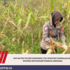 Satlantas Polres Kuningan Cek Kesiapan Panen Jagung, Dukung Ketahanan Pangan Nasional