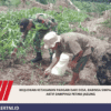 Wujudkan Ketahanan Pangan dari Desa, Babinsa Simpang Kiri Aktif Dampingi Petani Jagung