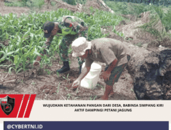 Wujudkan Ketahanan Pangan dari Desa, Babinsa Simpang Kiri Aktif Dampingi Petani Jagung