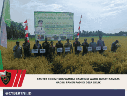 Pasiter Kodim 1208/Sambas Dampingi Wakil Bupati Sambas Hadiri Panen Padi di Desa Gelik