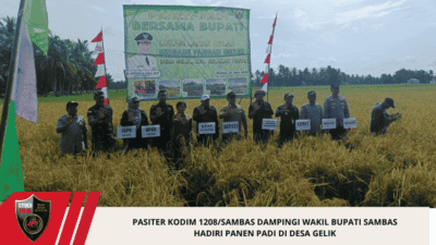 Pasiter Kodim 1208/Sambas Dampingi Wakil Bupati Sambas Hadiri Panen Padi di Desa Gelik
