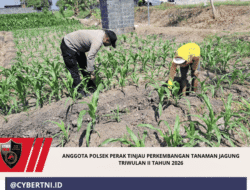 Anggota Polsek Perak Tinjau Perkembangan Tanaman Jagung Triwulan II Tahun 2026
