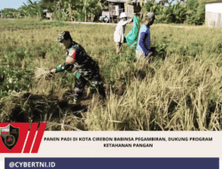 Panen Padi di Kota Cirebon Babinsa Pegambiran, Dukung Program Ketahanan Pangan