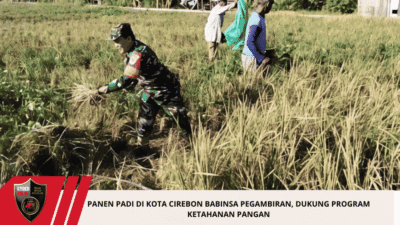 Panen Padi di Kota Cirebon Babinsa Pegambiran, Dukung Program Ketahanan Pangan