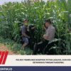 Polsek Tembelang Dampingi Petani Jagung, Dukung Program Ketahanan Pangan Nasional