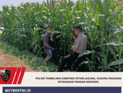 Polsek Tembelang Dampingi Petani Jagung, Dukung Program Ketahanan Pangan Nasional