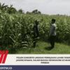 Polsek Sumobito Lakukan Peninjauan Lahan Tanaman Jagung Binaan, Dalam Rangka Mendukung Ketahanan Pangan