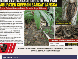Pohon Kayu Gaharu Tumbuh di Kabupaten Cirebon, Tanaman Langka Bernilai Ekonomi Tinggi