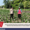 Polsek Ngusikan Melakukan Pengecekani Tanaman Jagung Bantuan Dinas Pertanian melalui Polres Jombang
