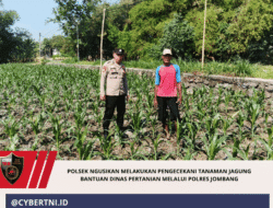 Polsek Ngusikan Melakukan Pengecekani Tanaman Jagung Bantuan Dinas Pertanian melalui Polres Jombang