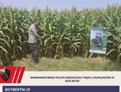 Bhabinkamtibmas Polsek Mojoagung Tinjau Lahan Jagung di Desa Betek